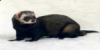 Polecat2003's picture