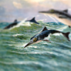ichthyosaurus's picture