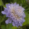 Burglups's picture