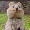 dapuru's picture