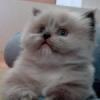 Morpog's picture